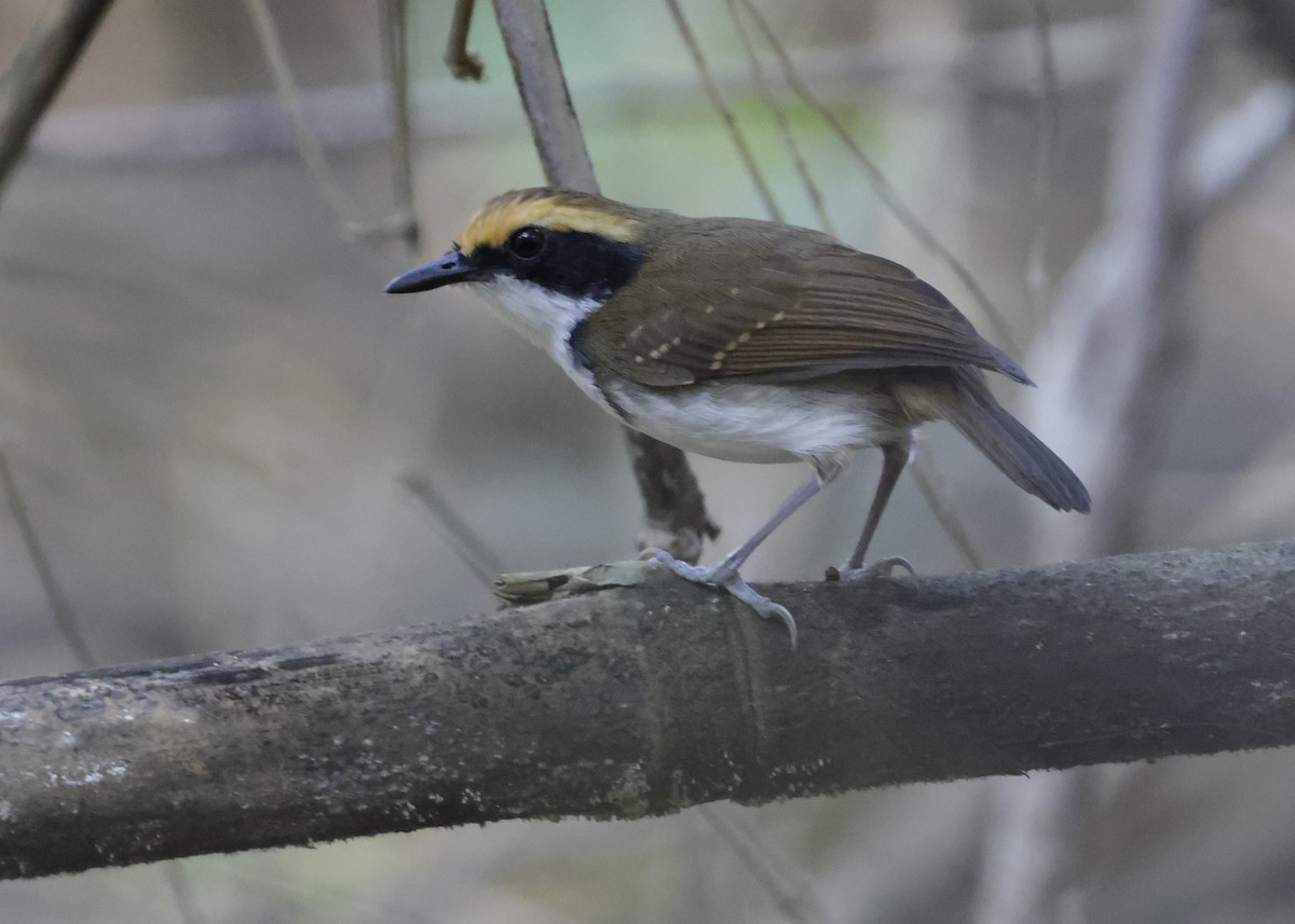 White-browed Antbird - ML639002776