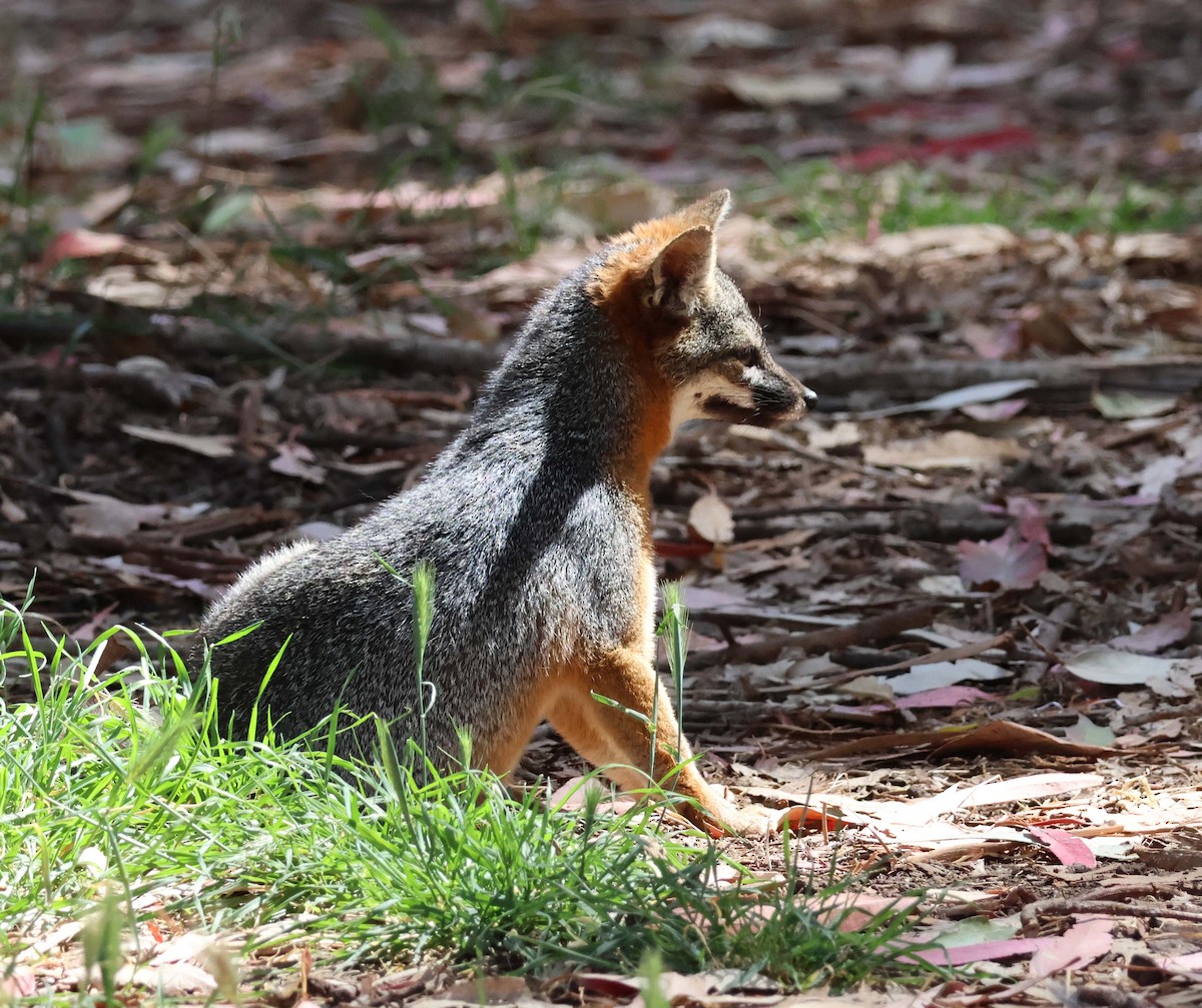 Animals - ML639002779