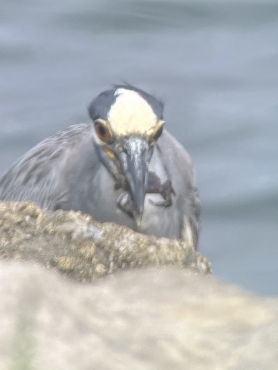 Yellow-crowned Night Heron - ML639002798