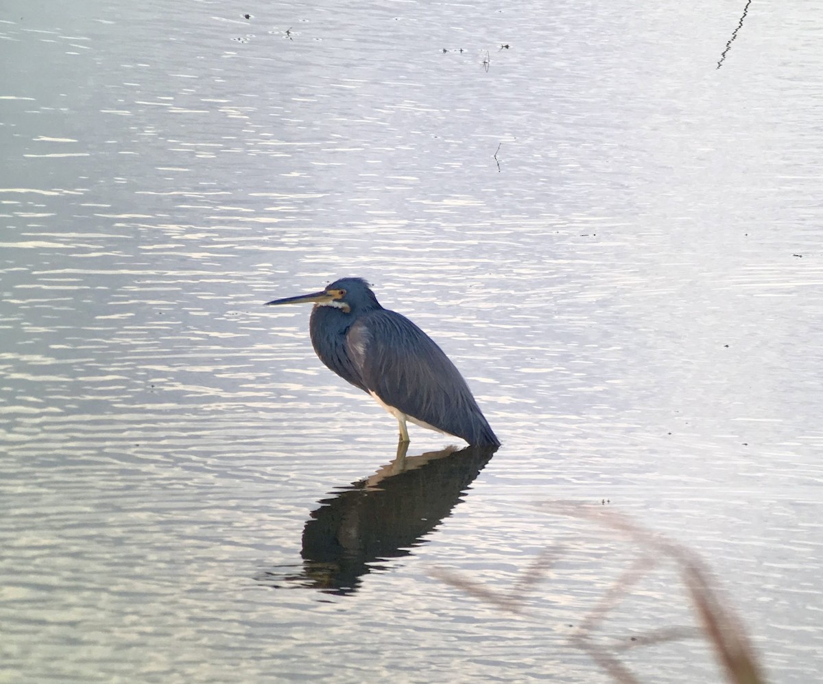 Garceta Tricolor - ML639002808
