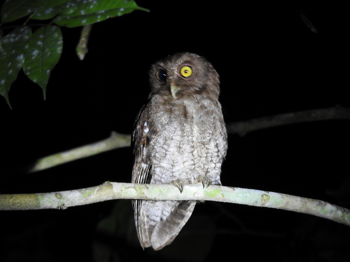 Choco Screech-Owl - ML639002812