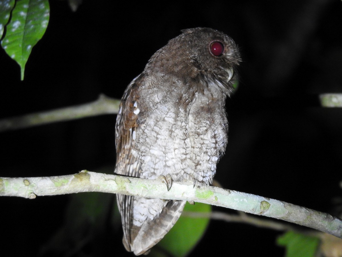 Choco Screech-Owl - ML639002813