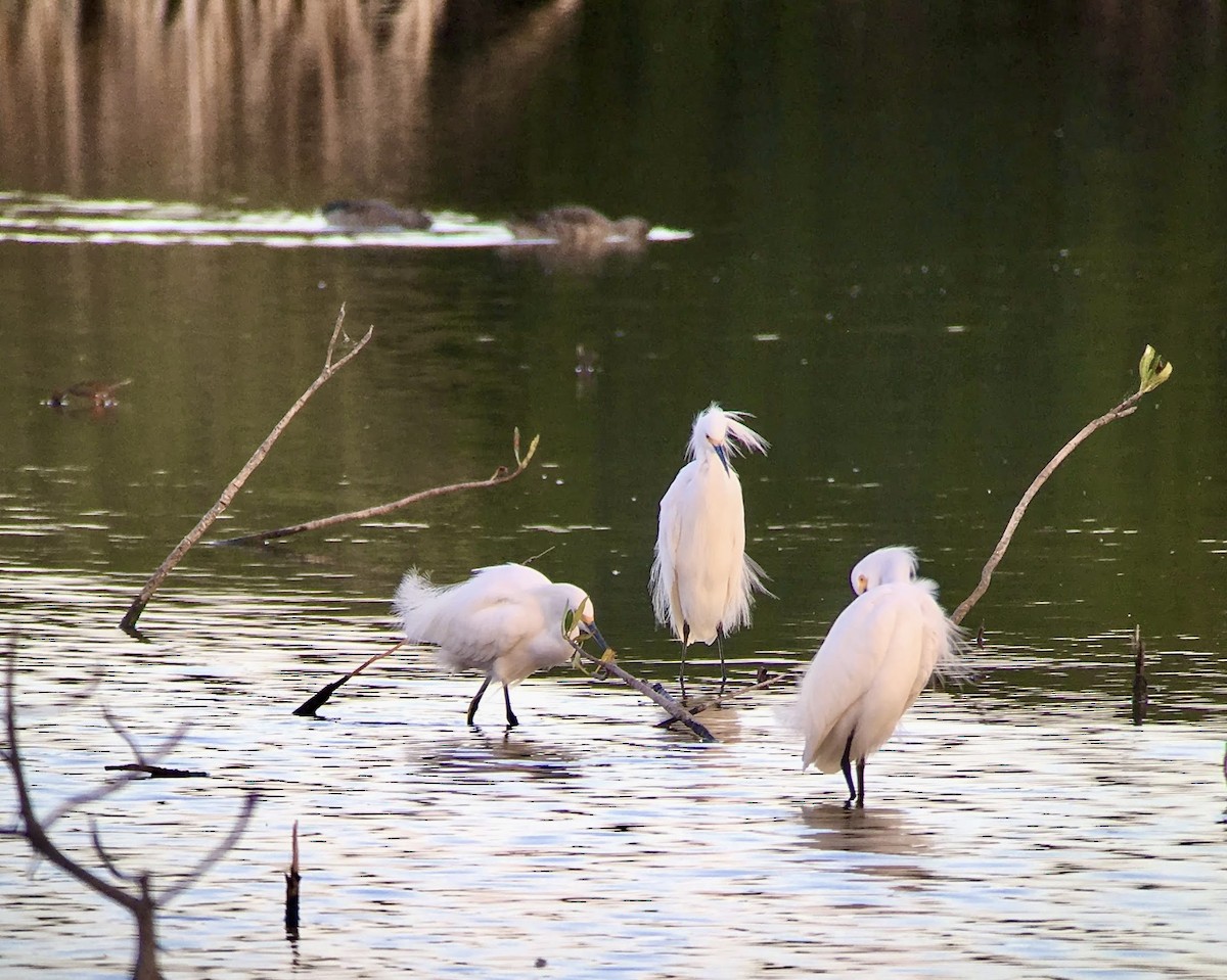 Garceta Nívea - ML639002814
