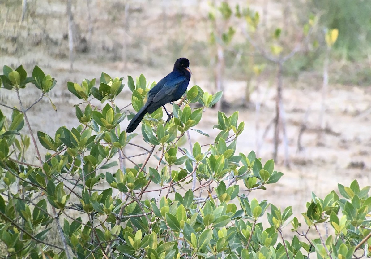 Zanate Marismeño - ML639002819
