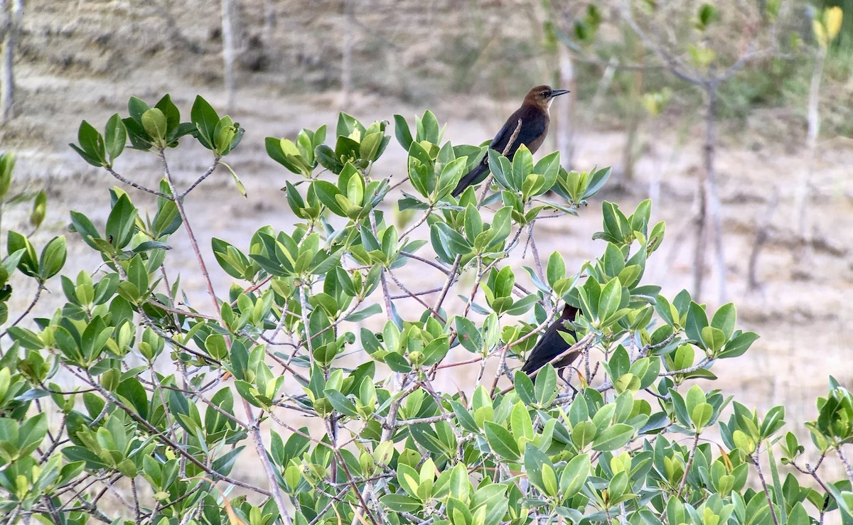 Zanate Marismeño - ML639002820