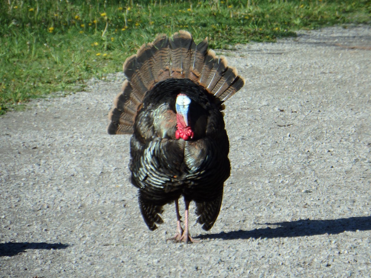 Wild Turkey - ML639002924