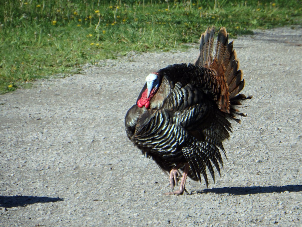 Wild Turkey - ML639002942