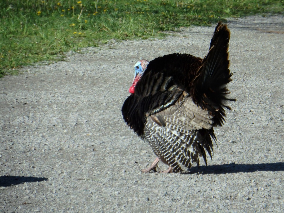 Wild Turkey - ML639002943