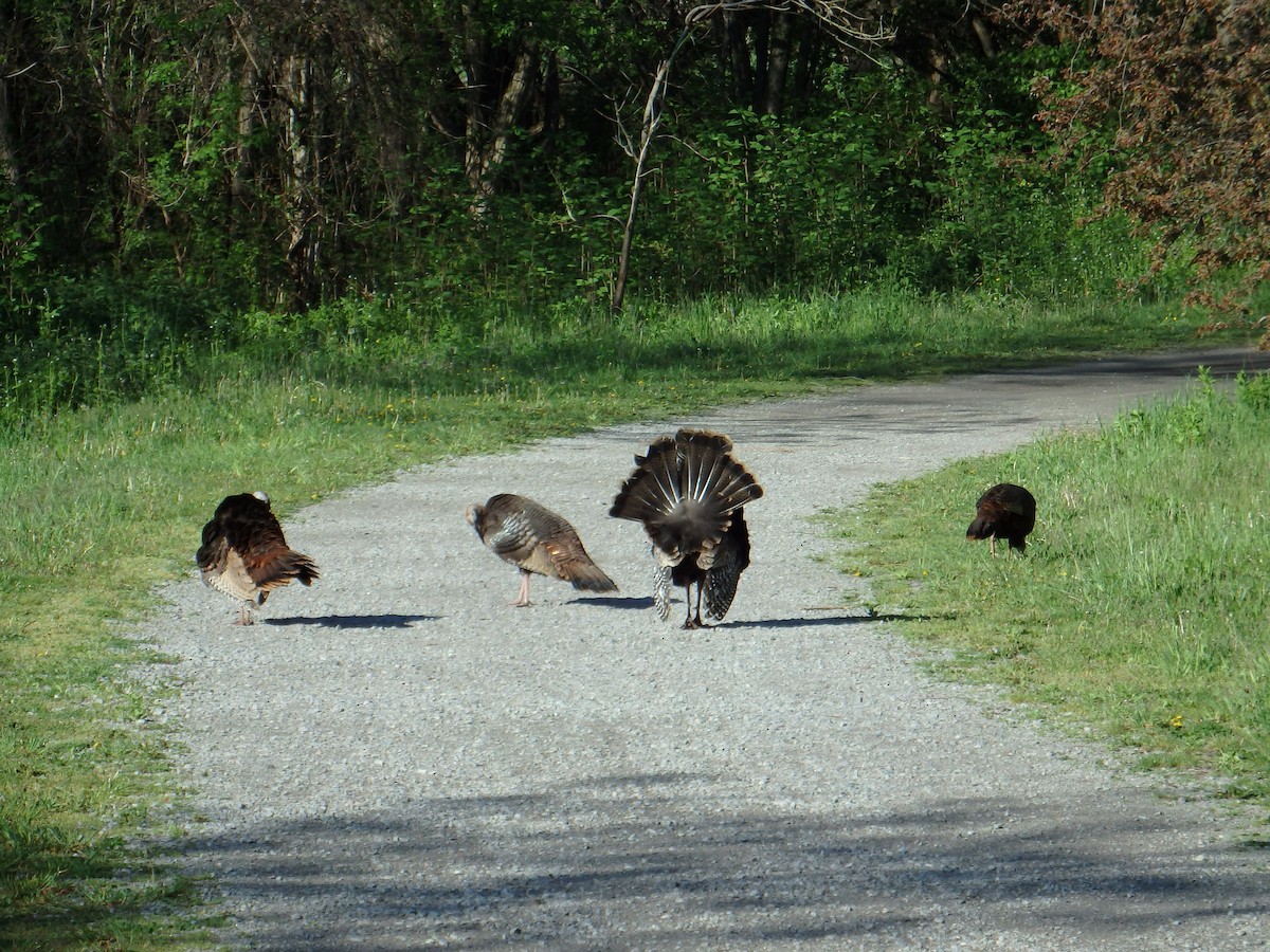 Wild Turkey - ML639002944