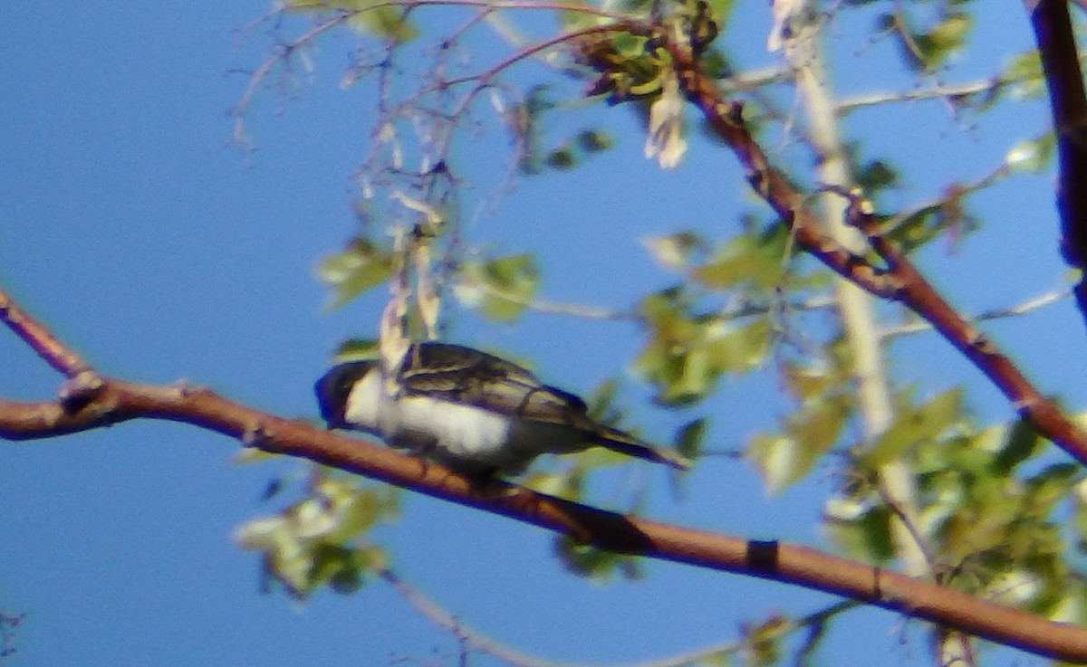 Eastern Kingbird - ML639002994