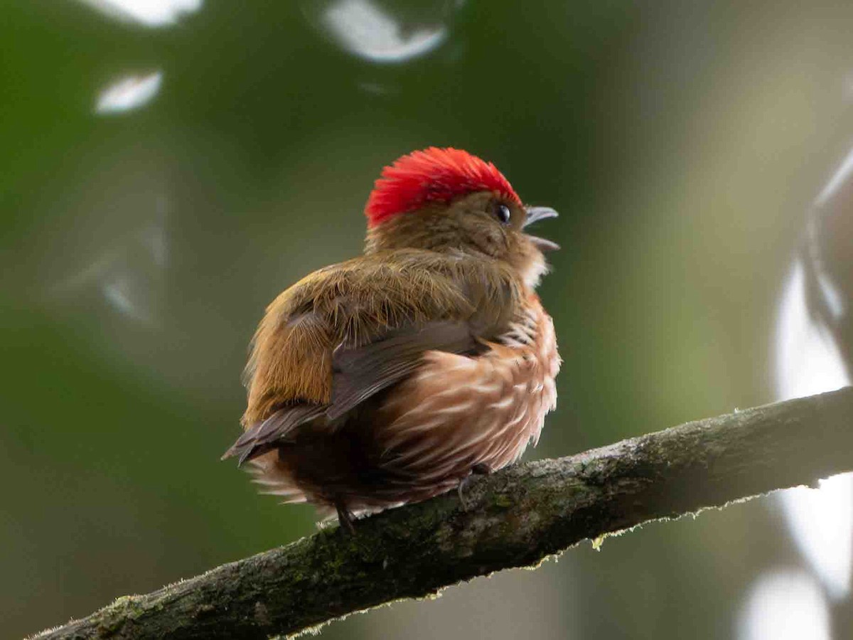 rødstripemanakin - ML639002995