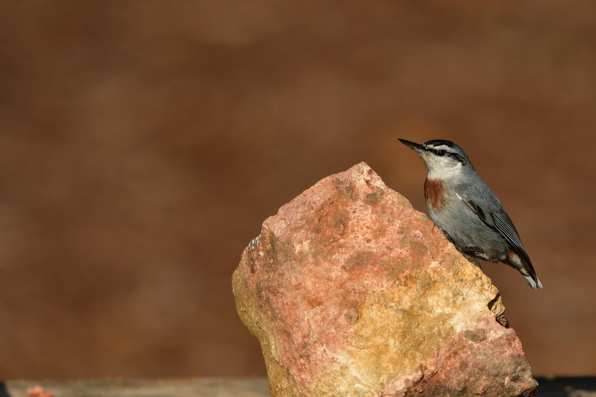 Krüper's Nuthatch - ML639003004