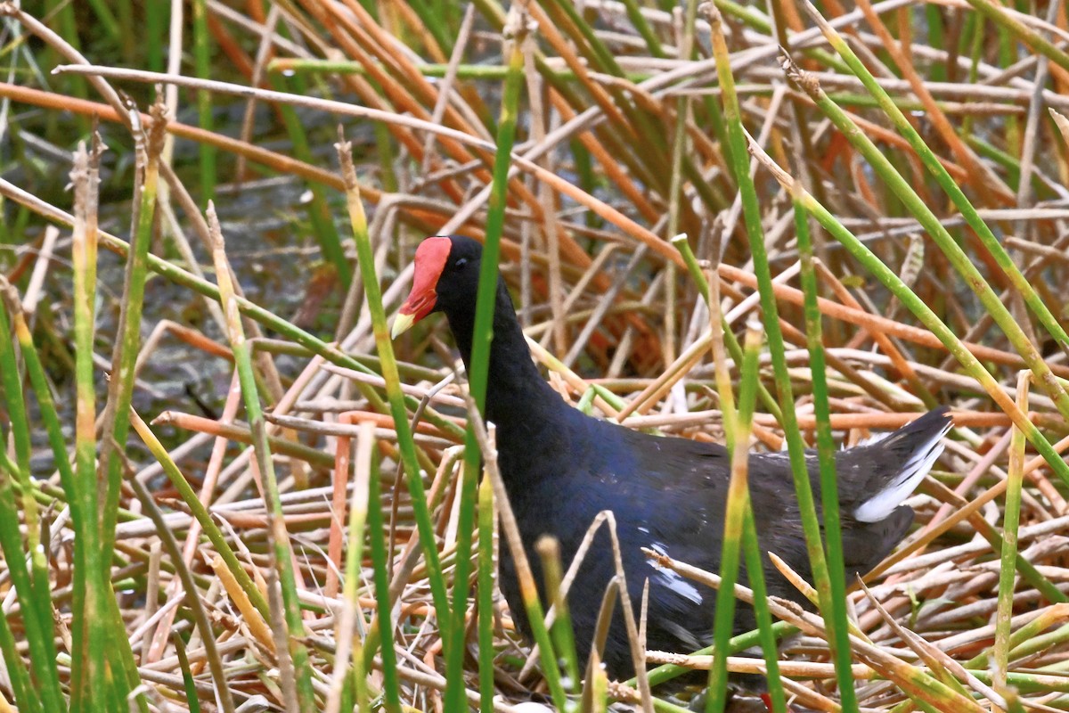 Common Gallinule - ML639003081