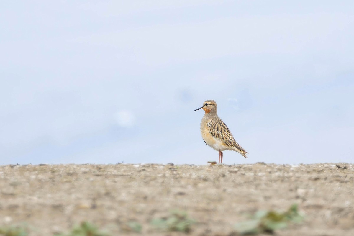 Tawny-throated Dotterel - ML639003082