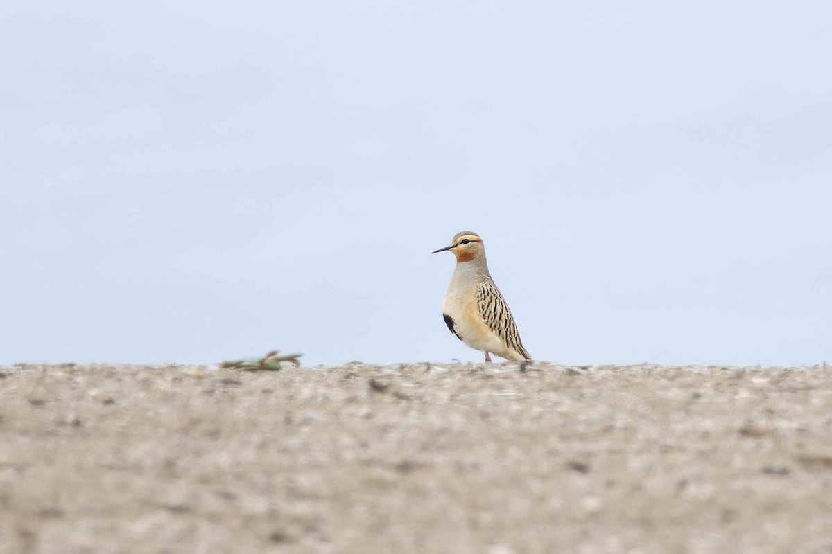 Tawny-throated Dotterel - ML639003085