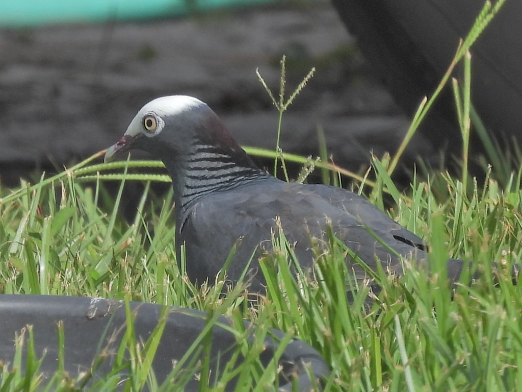 White-crowned Pigeon - ML639003104