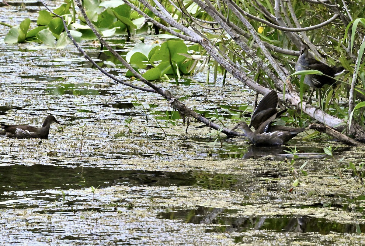 Common Gallinule - ML639003117