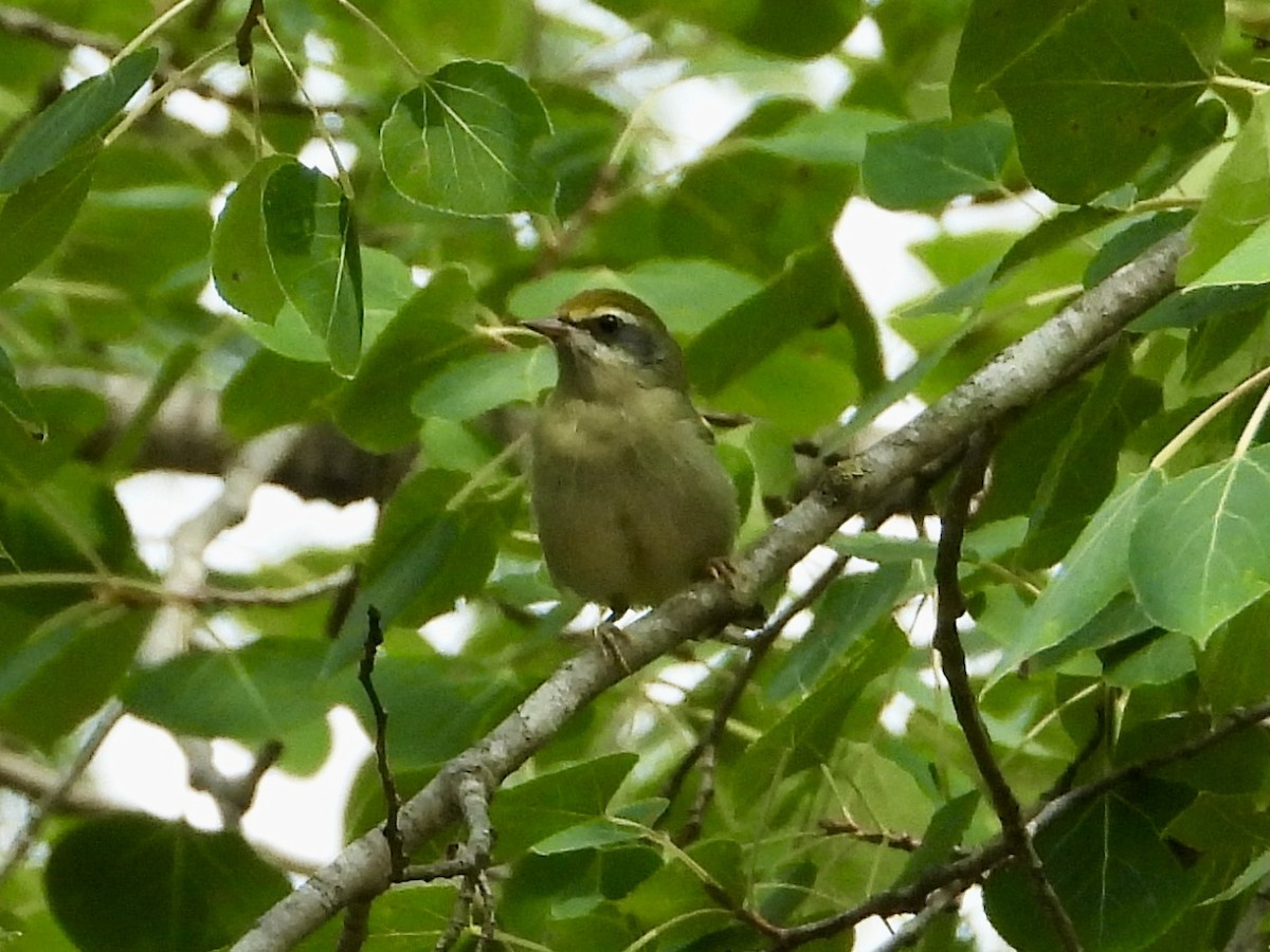 Golden-winged Warbler - ML639003132