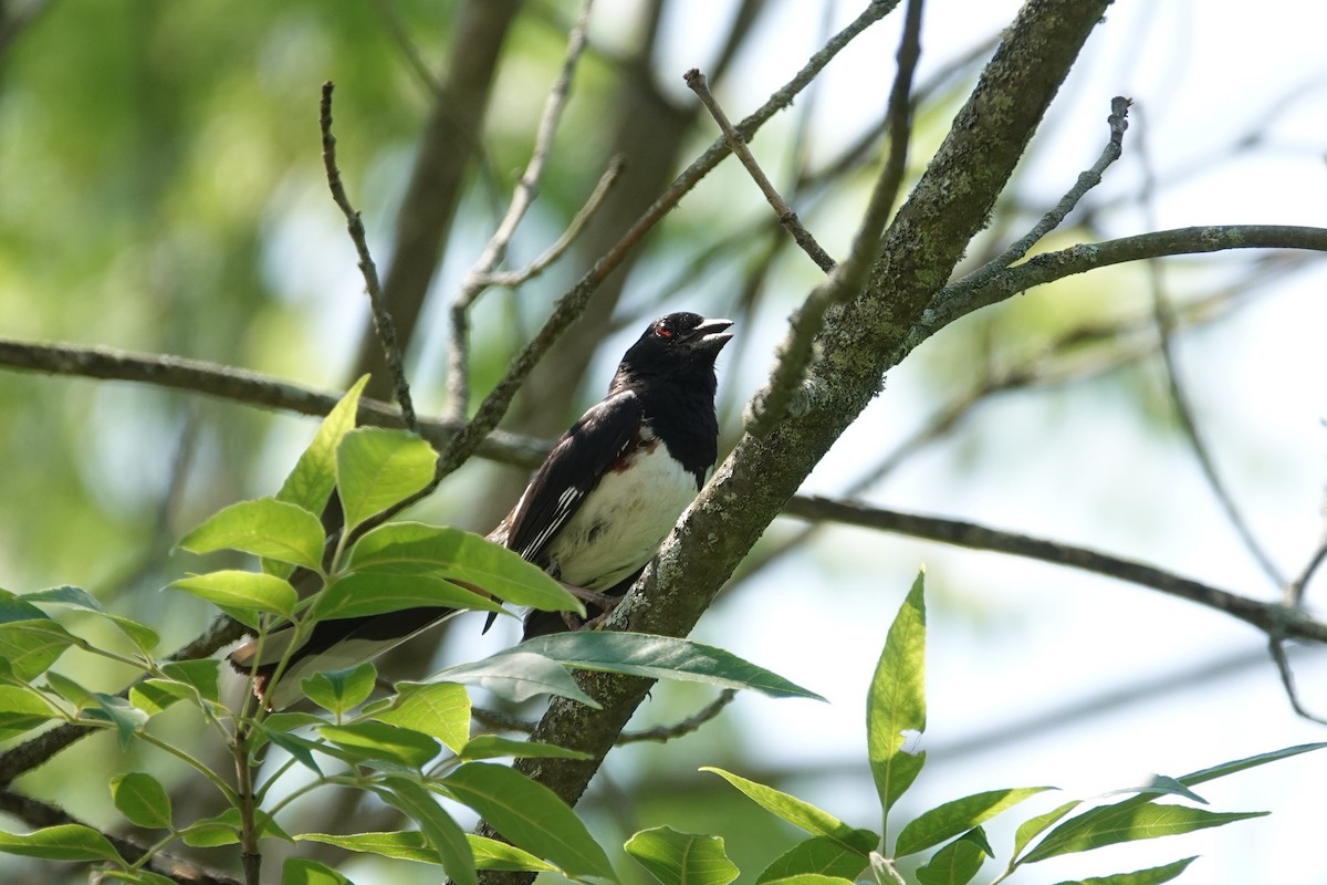Eastern Towhee - ML639003135