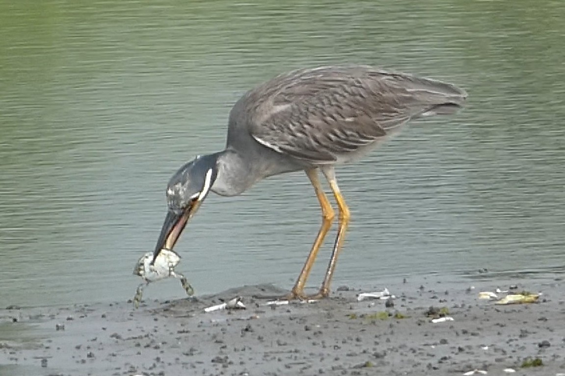 Yellow-crowned Night Heron - ML639003166