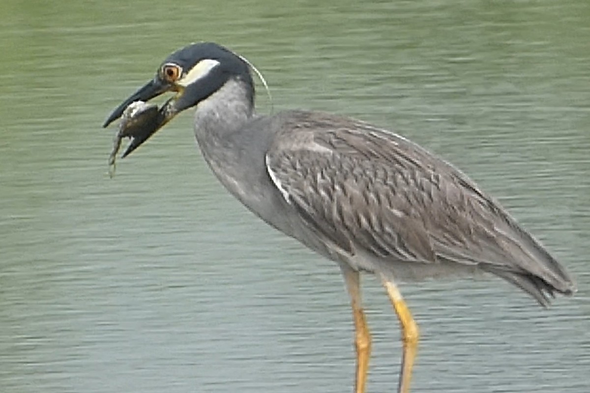 Yellow-crowned Night Heron - ML639003167