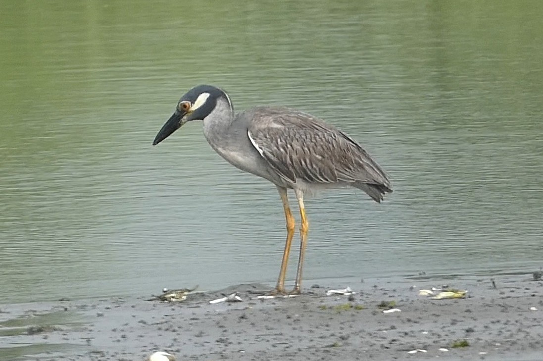 Yellow-crowned Night Heron - ML639003168