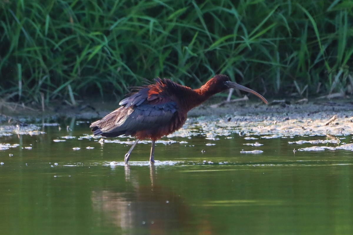 Glossy Ibis - ML639003176