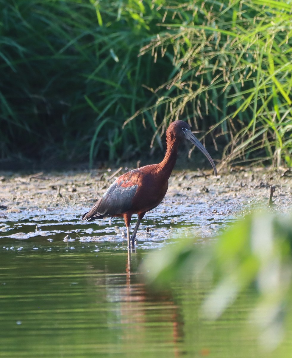 Glossy Ibis - ML639003177