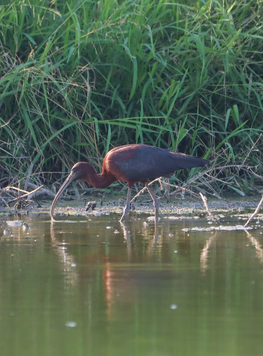 Glossy Ibis - ML639003178