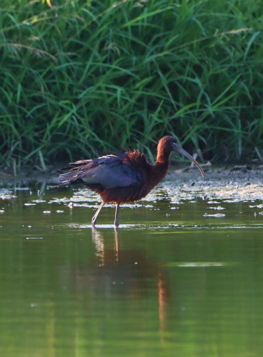 Glossy Ibis - ML639003179