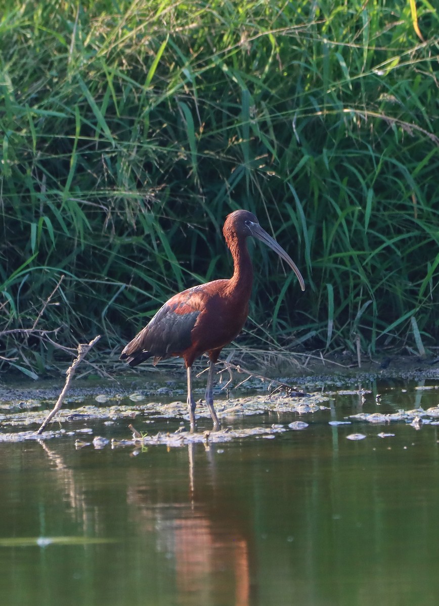 Glossy Ibis - ML639003180