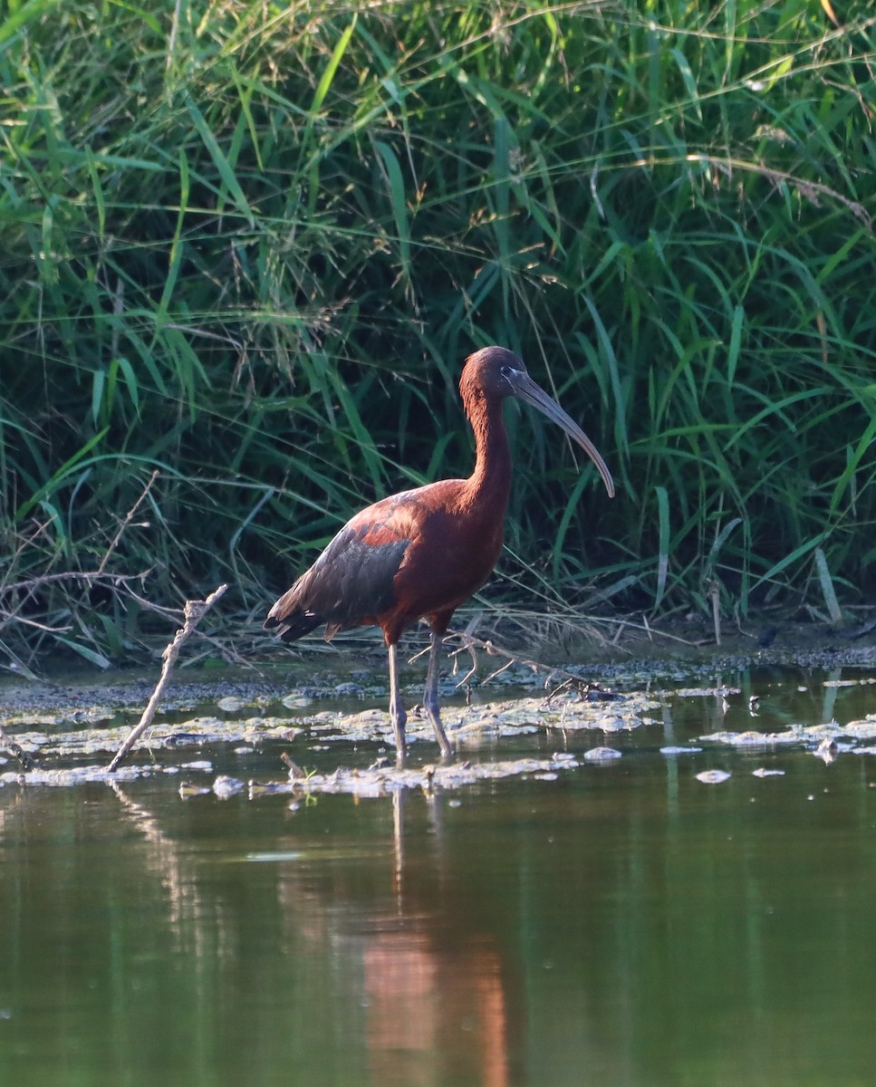Glossy Ibis - ML639003181