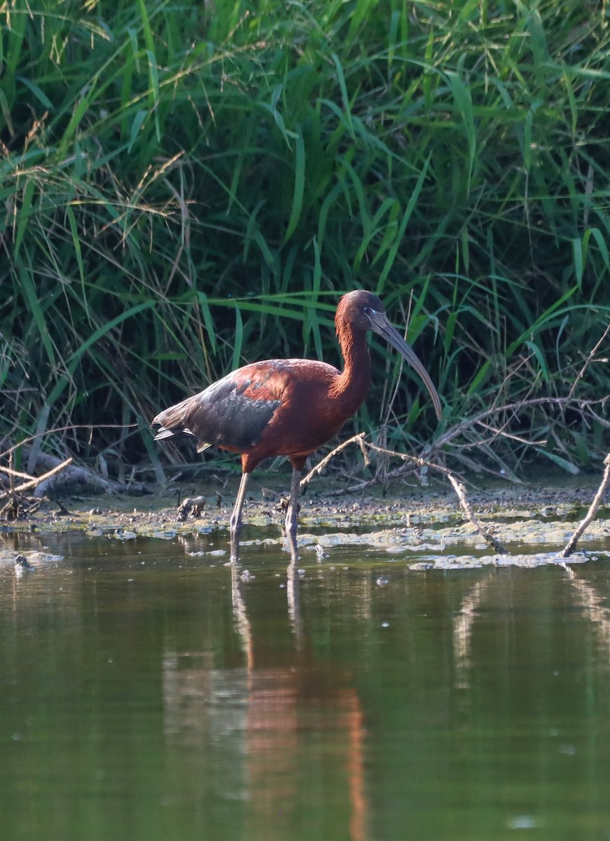 Glossy Ibis - ML639003182