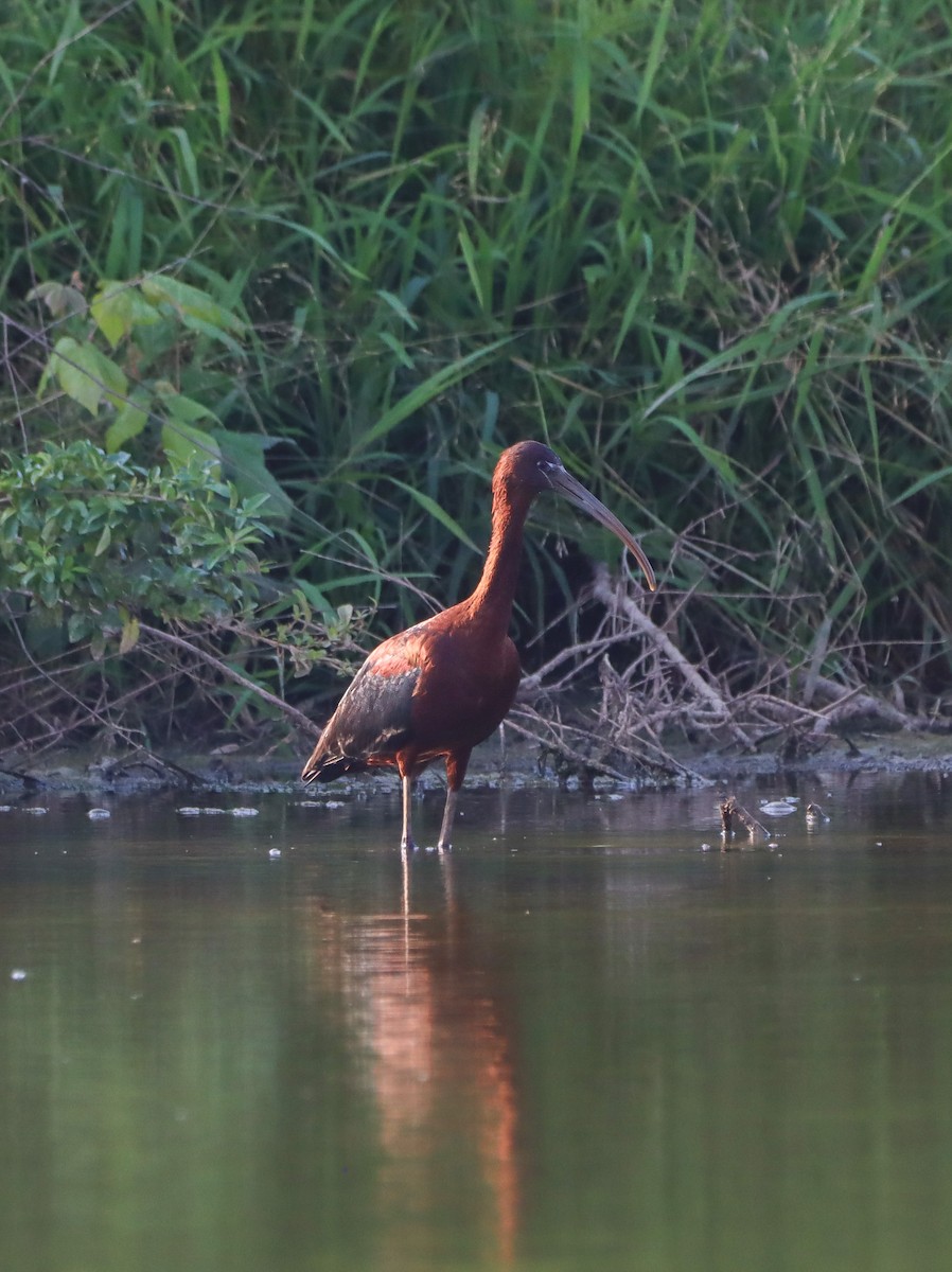 Glossy Ibis - ML639003183