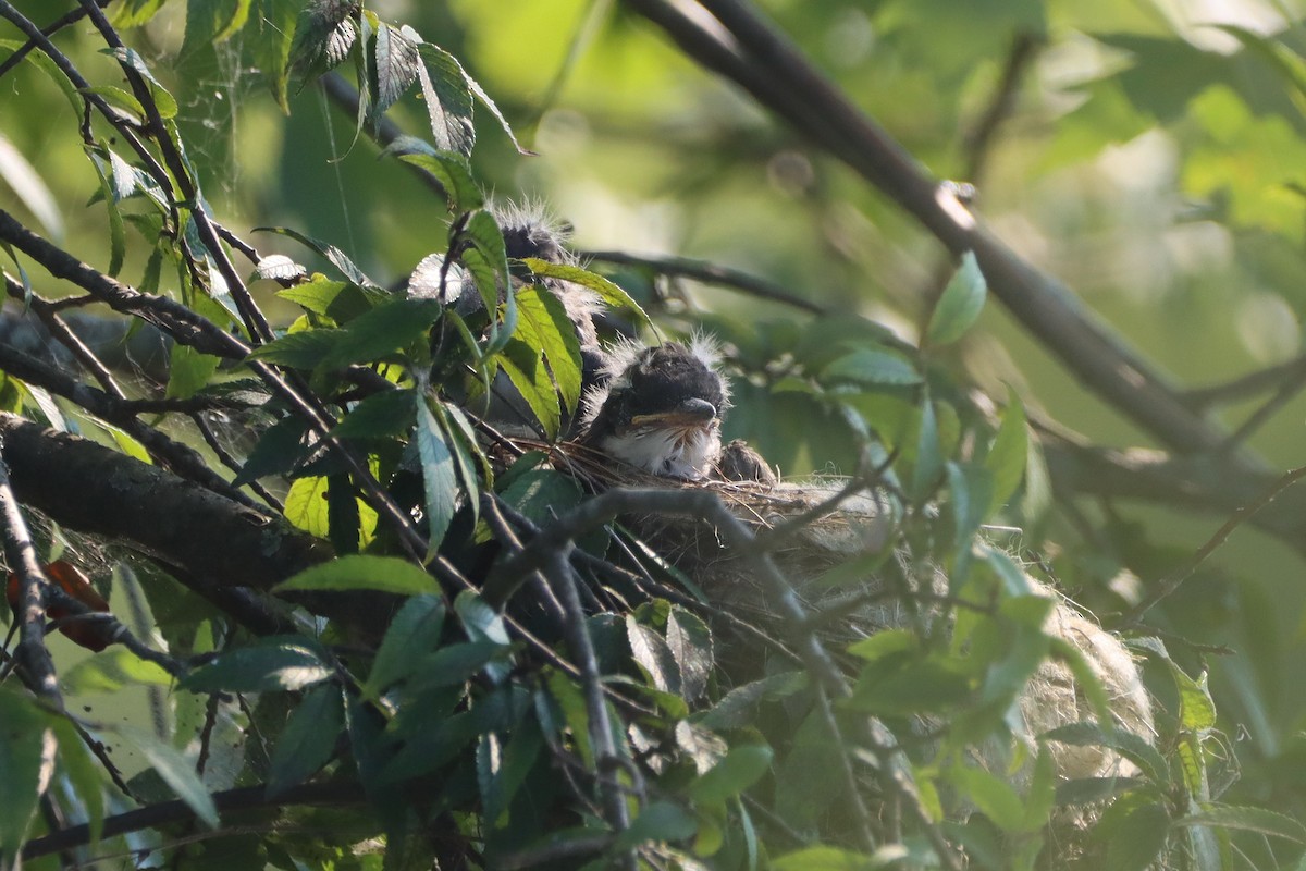 Eastern Kingbird - ML639003207