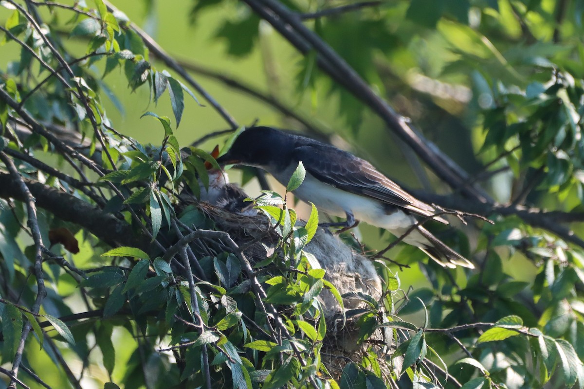 Eastern Kingbird - ML639003210