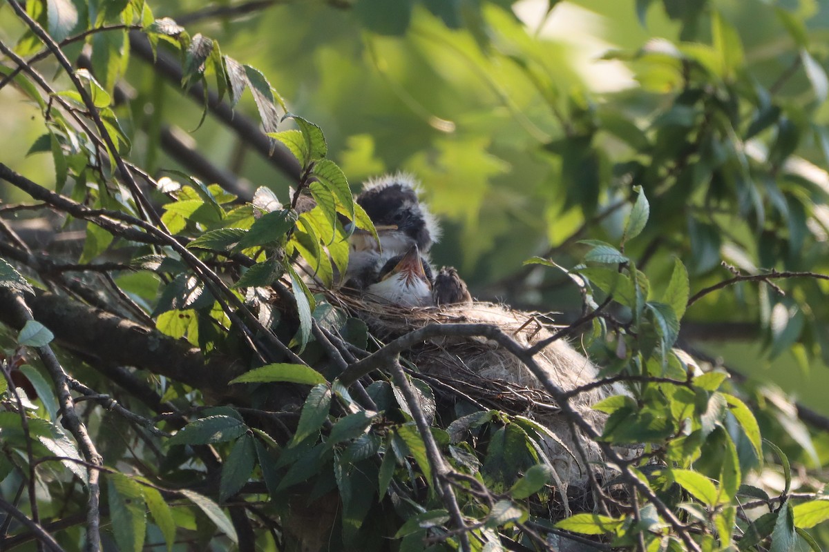 Eastern Kingbird - ML639003213