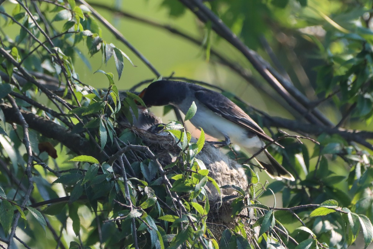 Eastern Kingbird - ML639003214