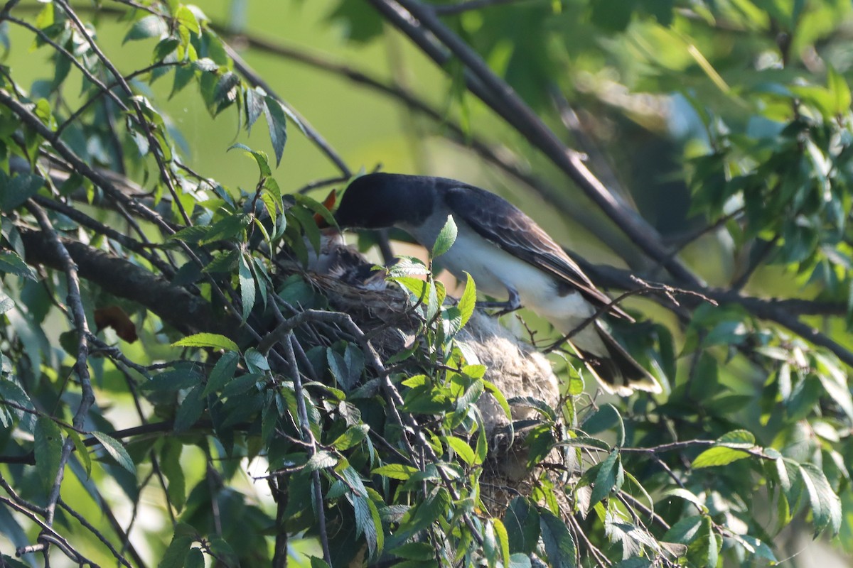 Eastern Kingbird - ML639003215