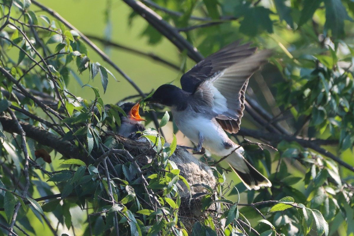 Eastern Kingbird - ML639003216