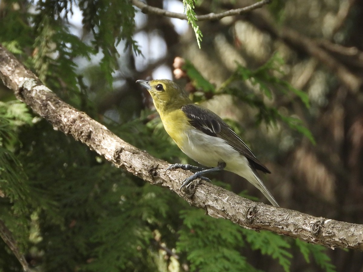 Yellow-throated Vireo - ML639003233