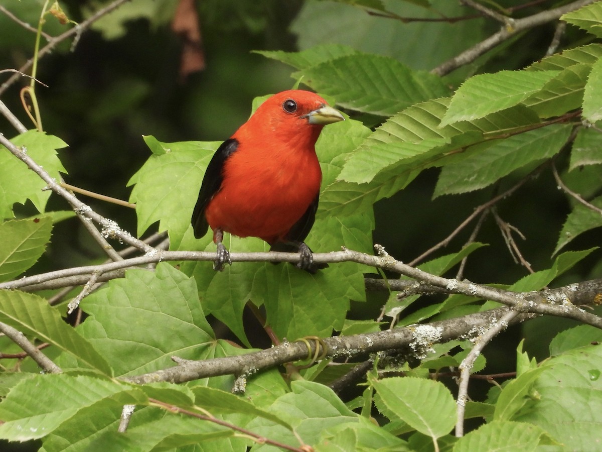 Scarlet Tanager - ML639003242