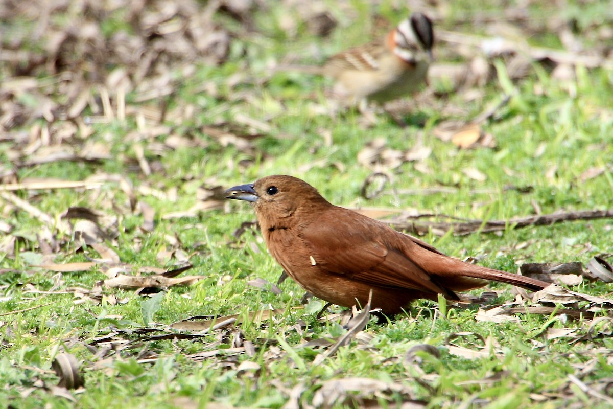 White-lined Tanager - ML639003251