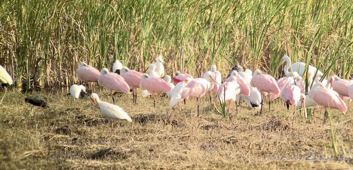 Espátula Rosada - ML639003293