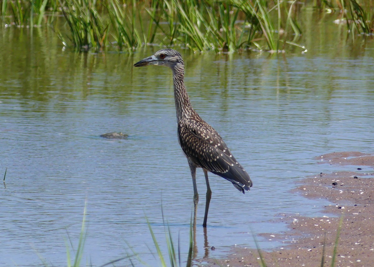 Yellow-crowned Night Heron - ML639003304