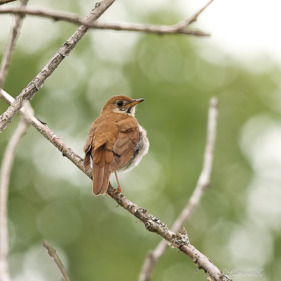 Veery - ML639003307