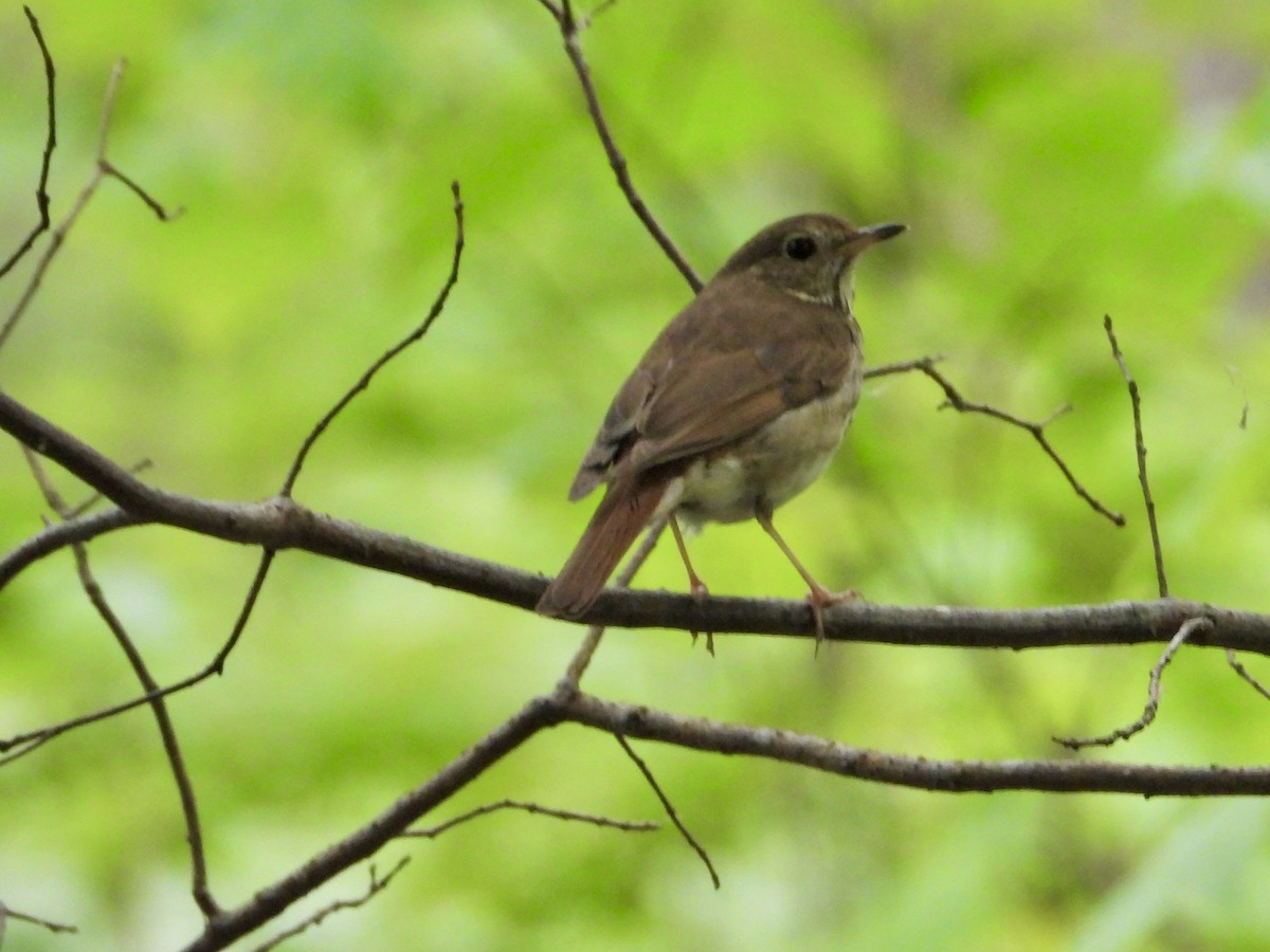 Hermit Thrush - ML639003356