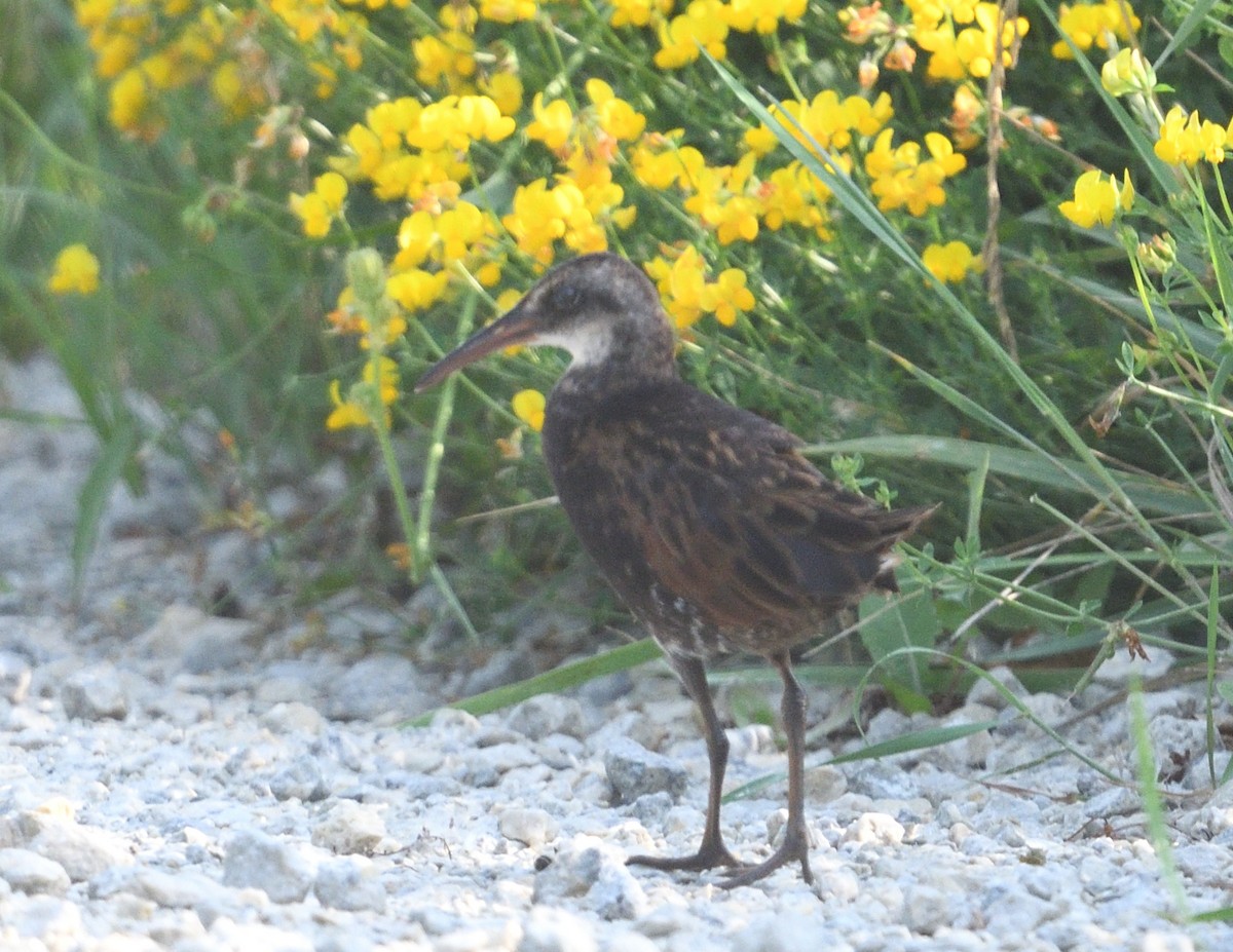 Virginia Rail - ML639003380