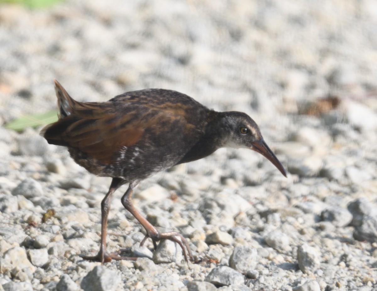 Virginia Rail - ML639003382