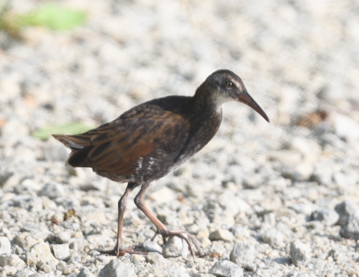 Virginia Rail - ML639003383